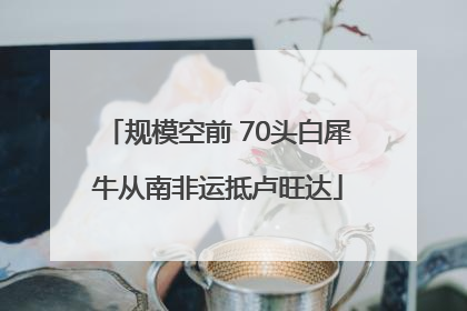 规模空前 70头白犀牛从南非运抵卢旺达